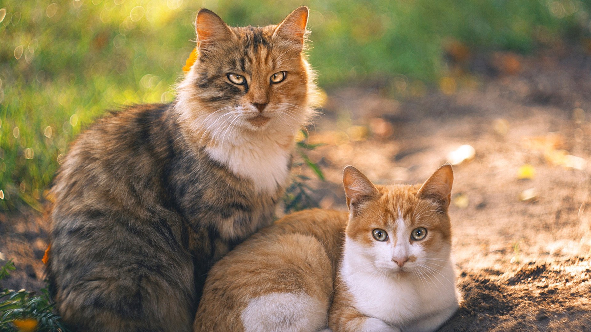 德甲深度分析，控球节奏与战术变化的关系及场上应变策略，控球和得分区别
